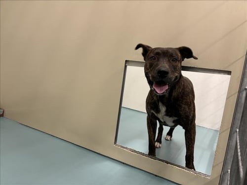 REX - Pit Bull Terrier available for adoption