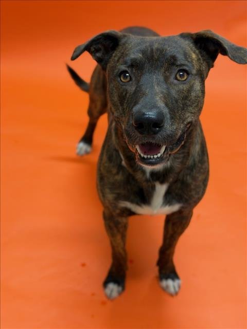 REX - Pit Bull Terrier available for adoption