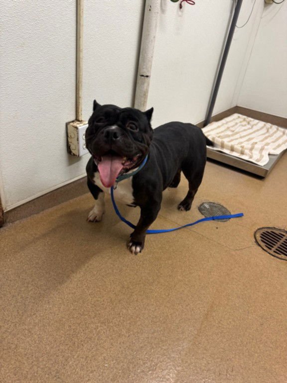 TIA - Pit Bull Terrier available for adoption