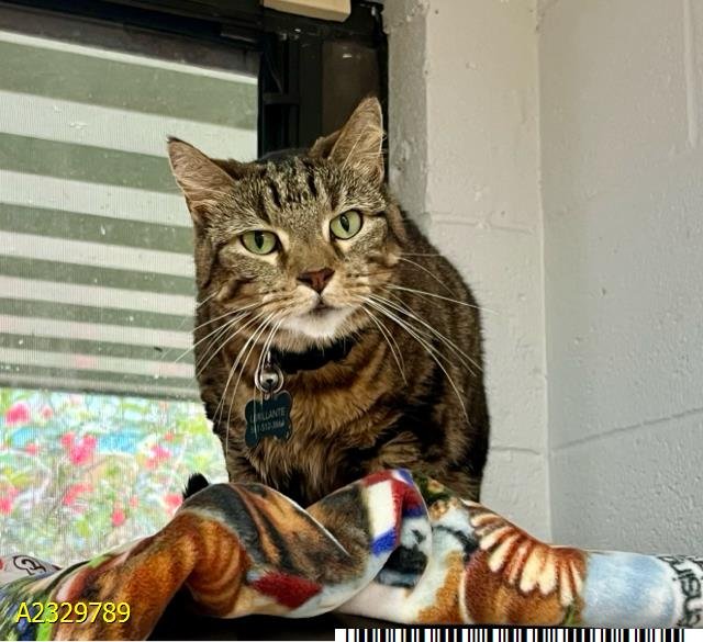 HONEYBEE - Domestic Short Hair available for adoption