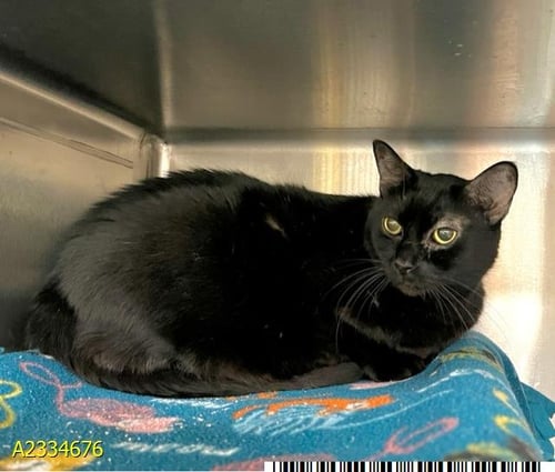 IRMA - Domestic Short Hair available for adoption
