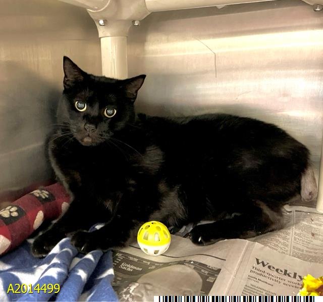 RUTHY - Domestic Short Hair available for adoption