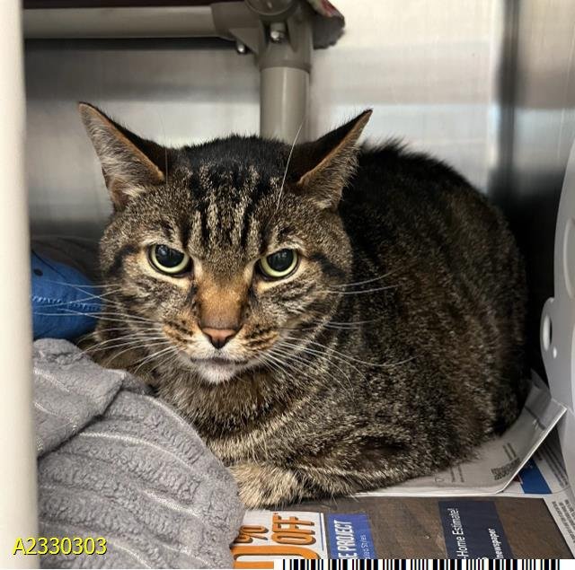 MAX - Domestic Short Hair available for adoption