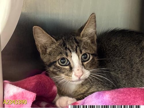FELIX - Domestic Short Hair for adoption in West Palm Beach