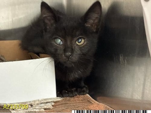 MONTE - Domestic Short Hair available for adoption