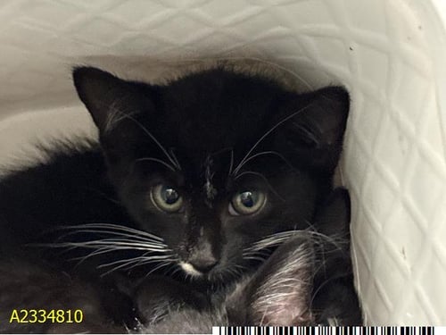 DENVER - Domestic Short Hair available for adoption