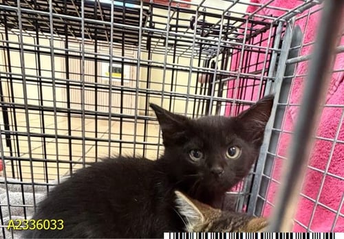 CHICKIE - Domestic Short Hair available for adoption