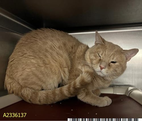 OLIVER TREE - Domestic Short Hair available for adoption