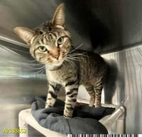 SHILOH - Photo 1