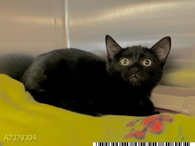 DIXIE - Domestic Short Hair available for adoption