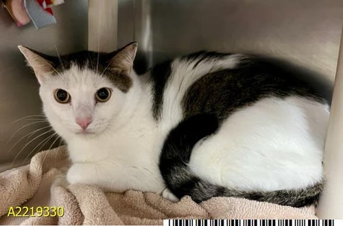 YUMI - Domestic Short Hair available for adoption