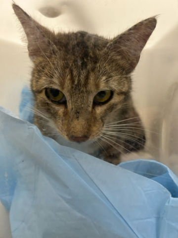 TABITHA - Domestic Short Hair available for adoption