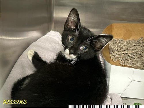 MAYA - Domestic Short Hair available for adoption