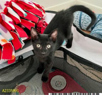 MOUSEY - Photo 1
