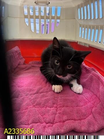 DOTTY - Domestic Short Hair available for adoption