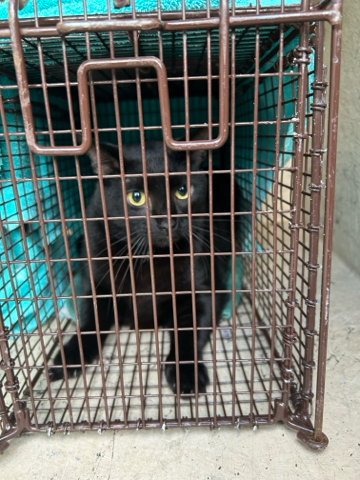 WHITEFOOT - Domestic Short Hair available for adoption