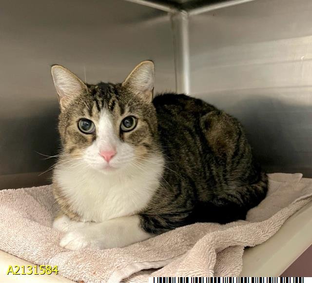 VINNY - Domestic Short Hair available for adoption