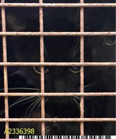 HOCUS - Domestic Short Hair available for adoption