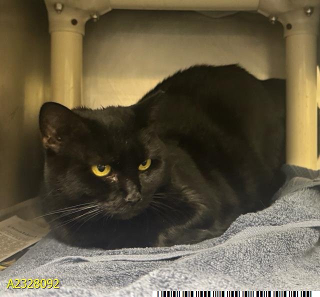 GHOSTY - Domestic Short Hair available for adoption