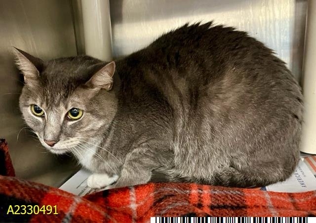 VALENTINA - Domestic Short Hair available for adoption