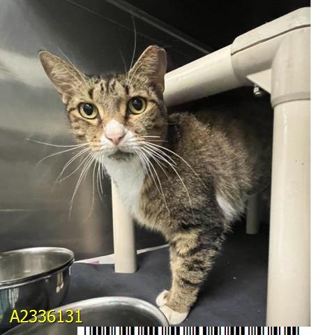 CHAPPELL ROAN - Domestic Short Hair available for adoption