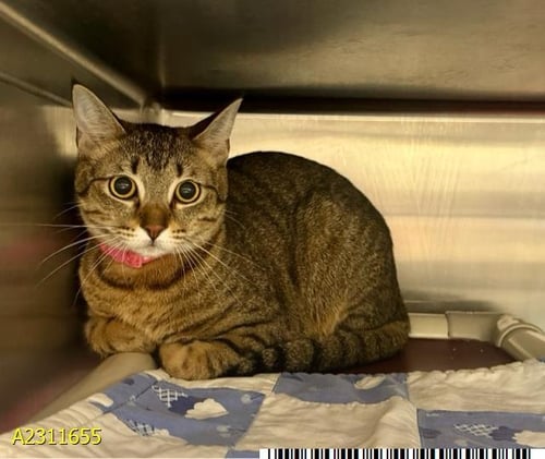 ISABELLA - Domestic Short Hair available for adoption