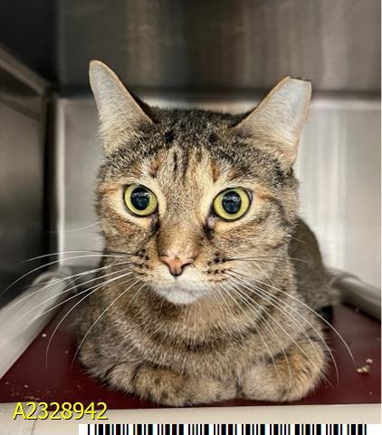 KATY - Domestic Short Hair available for adoption