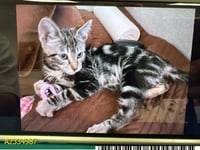 ZORRO - Photo 1