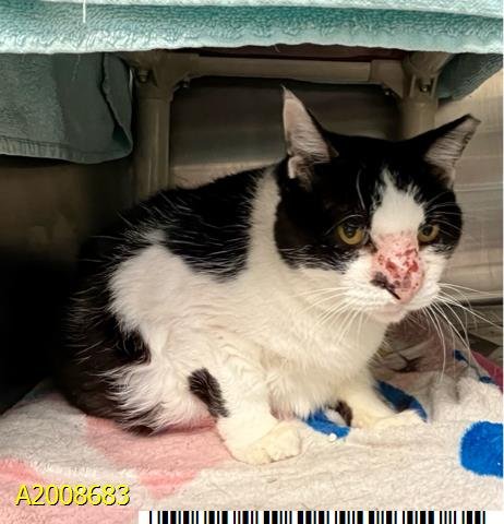 SASSY - Domestic Short Hair available for adoption