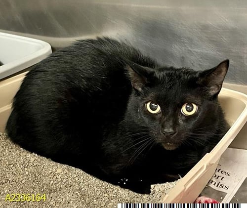 LUNA - Domestic Short Hair available for adoption
