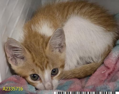 REN KAGAMINE - Domestic Short Hair available for adoption