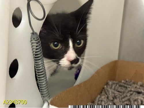 SONNY - Domestic Short Hair for adoption in West Palm Beach