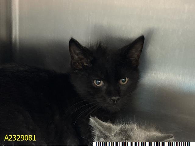 MILLIE - Domestic Short Hair available for adoption