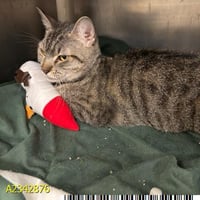 JUNEBUG - Photo 1