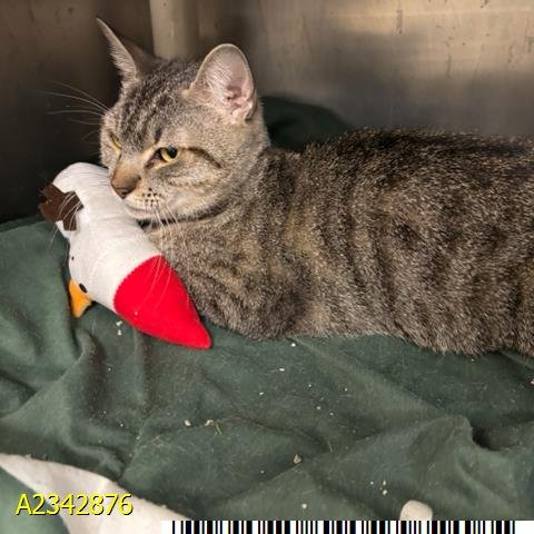 JUNEBUG - Domestic Short Hair available for adoption