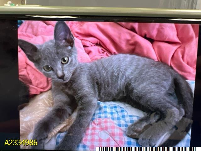 ZIMBA Image