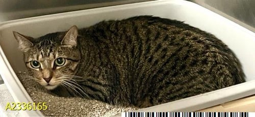 VENUS - Domestic Short Hair available for adoption