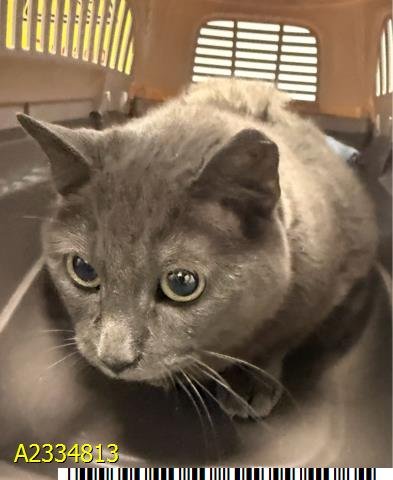 PEANUT - Russian Blue available for adoption