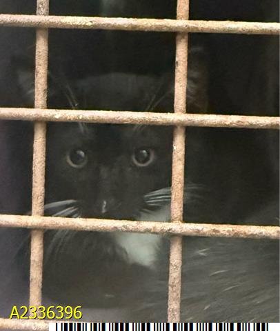 BOO - Domestic Short Hair available for adoption