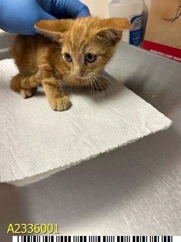 GRILLED CHEESE - Domestic Short Hair available for adoption