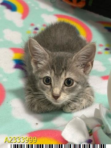 MOCHI - Domestic Short Hair available for adoption