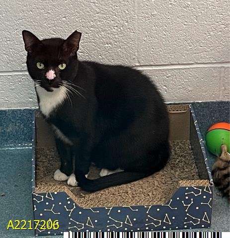 SQUID - Domestic Short Hair available for adoption
