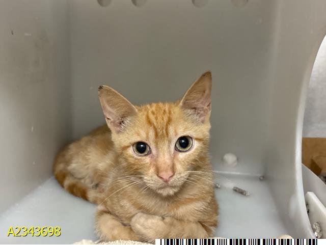 RONNIE Image