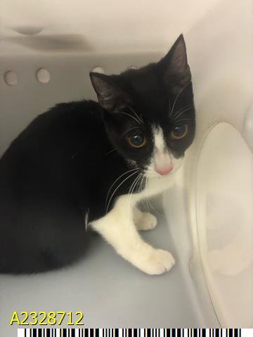 CHLOE - Domestic Short Hair available for adoption