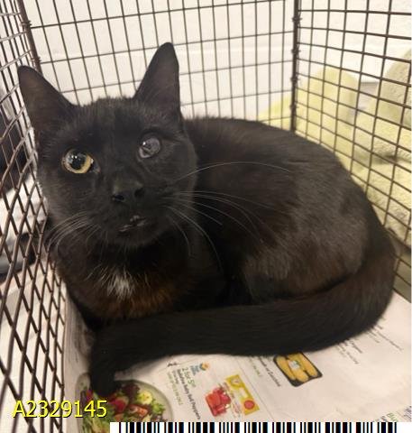 GLENN - Domestic Short Hair available for adoption