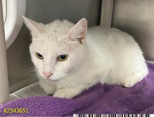 FLICKER - Domestic Short Hair available for adoption