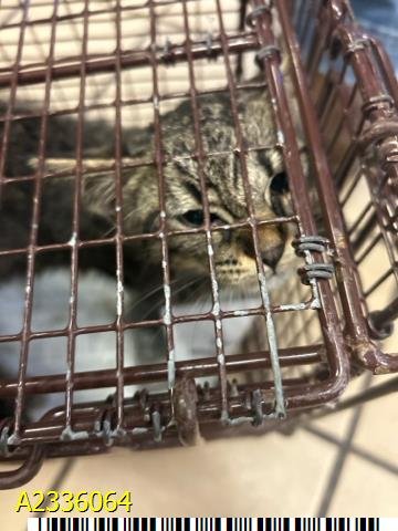 DOVI - Domestic Short Hair available for adoption