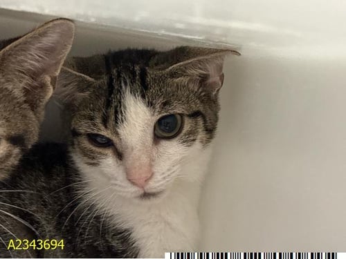 MANDI - Domestic Short Hair for adoption in West Palm Beach