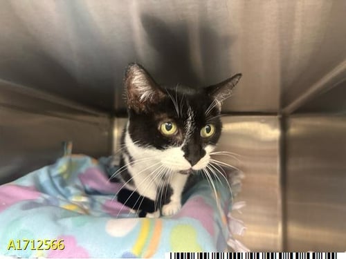 TAYLOR - Domestic Short Hair available for adoption