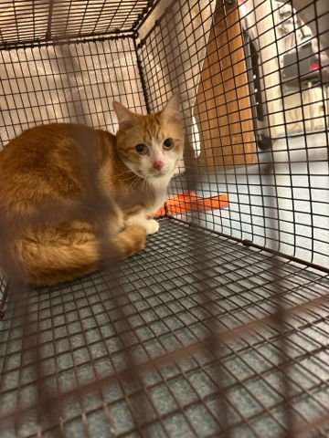 MARMALADE - Domestic Short Hair available for adoption